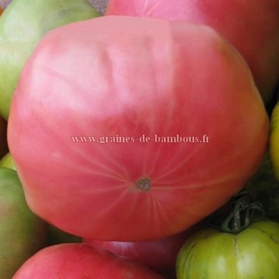Graines tomate johnson pink