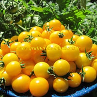 Graines tomate ronde golden cherry