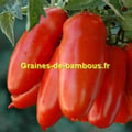 Graines tomate san marzano