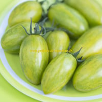 Green tiger tomate