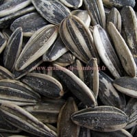 Grosses graines de tournesol