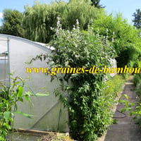 Guimauve du jardin