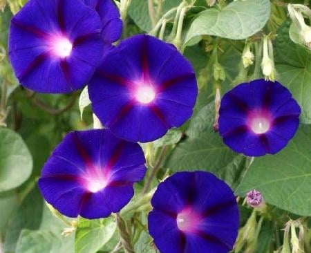 Graines de Fleurs Grimpantes
