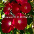 Ipomee rouge