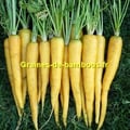 Jaune du doubs graines de carotte daucus carota