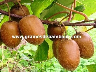kiwi-actinidia-chinensis-www.jpg