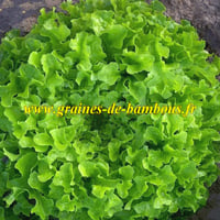 Laitue feuille de chene verte graines