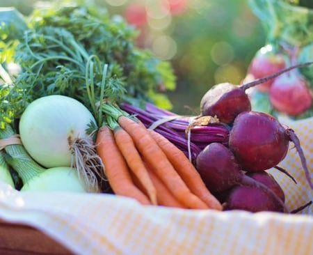 Le potager et ses bienfaits