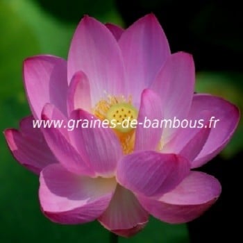 Lotus sacre nelumbo nucifera graines