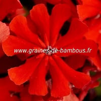 Lychnis fleur graines