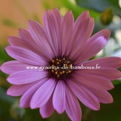 Marguerite du cap 5
