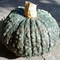 Marina di chioggia semences potiron