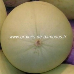 Melon 1