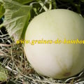 Melon honeydew melon miel