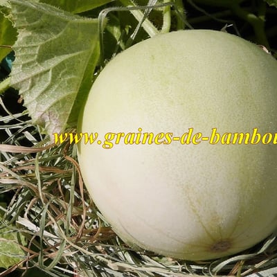 Melon honeydew melon miel