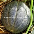 Melon petit gris de rennes