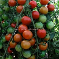 Moneymaker graines tomate semis