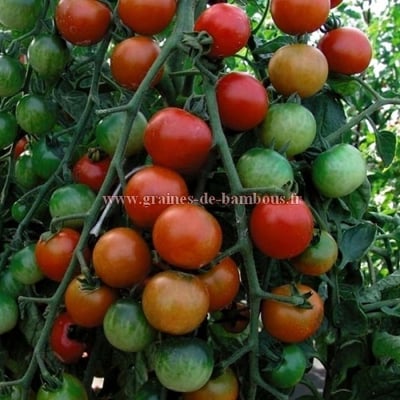 Moneymaker graines tomate semis