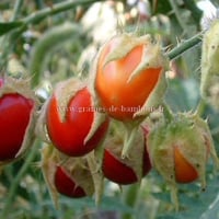 Morelles de balbis graines