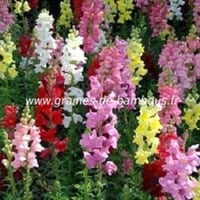 Muflier a grandes fleurs mix variees