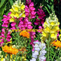 Muflier couleur mix