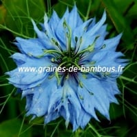 Nigelle de damas graines