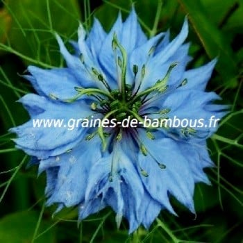 Nigelle de damas graines
