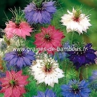 Nigelle de damas persian jewels semences