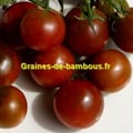 Nyagous graines de tomate tomato seeds