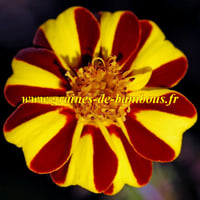 Oeillet d inde jolly jester