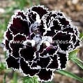 Oeillet de chine heddewigii black and white dianthus chinensis