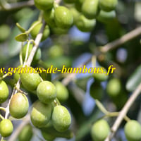 Olivier d europe graines