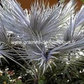 Palmier nannorrhops arabica silver