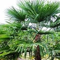 palmier-trachycarpus-fortunei-site.jpg