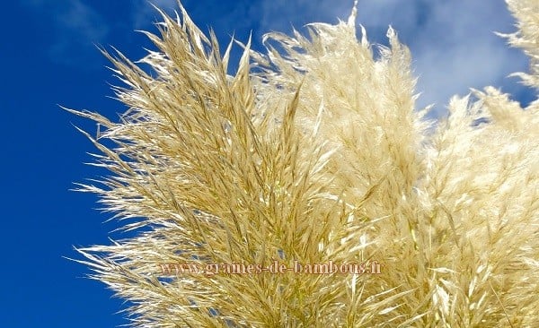 Graines de Fleurs Ornementales