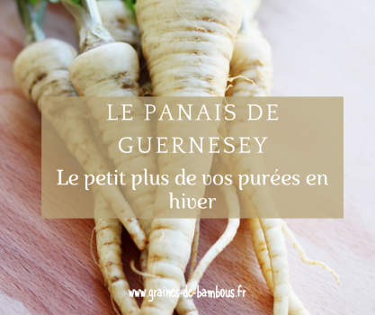 Panais de guernesey le petit plus de vos purees en hiver