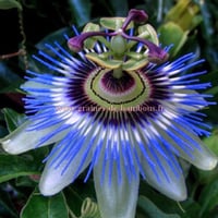 Passiflore caerulea