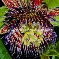 Passiflore maliformis graines seeds