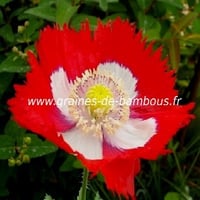 Pavot papaver paeoniflorum