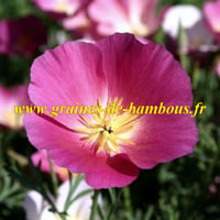 Pavot purple gleam