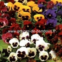 Pensee suisse geante graines fleurs