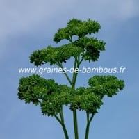 Persil frise thujade vert tres fonce