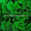 Persil frise vert tres fonce thujade graines