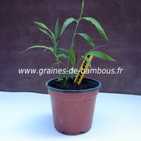 petit-plant-de-fargesia-yunnanensis.jpg