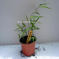 petit-plant-de-fungosa.jpg
