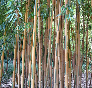 Graines de Bambous traçant