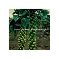 Pied chou de bruxelles