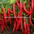 Piment cayenne long slim cayenne graines