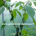 piment-noir-de-hongrie-referencement.jpg