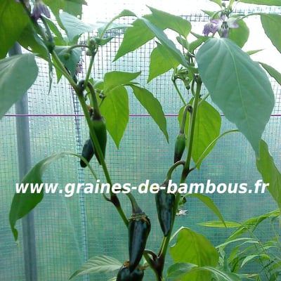 piment-noir-de-hongrie-referencement.jpg